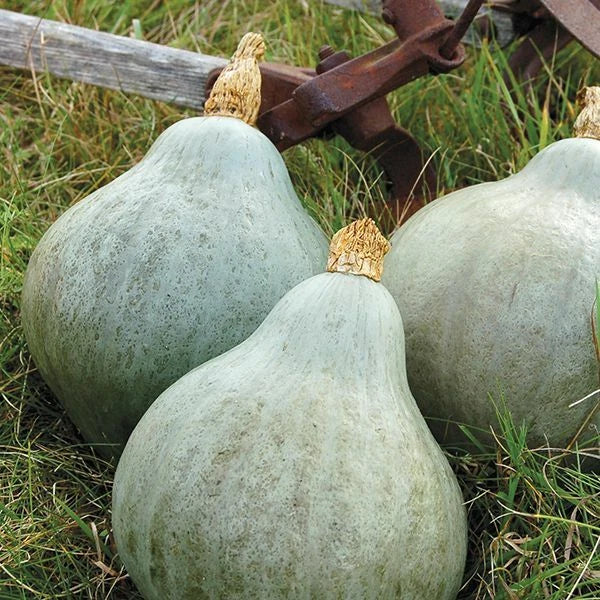 Blue Hubbard Squash Seeds | Heirloom Non-GMO Variety | Cucurbita maxima | Organic Vegetable Seeds for Home Garden