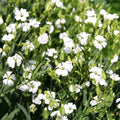 White Soapwort Seeds - Saponaria Officinalis - White Ground Cover for 2025 Planting