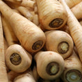 Hollow Crown Parsnip Seeds 100+ - Hybrid Variety for High Yield and Flavor - Pastinaca sativa