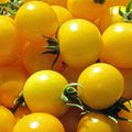 Golden Nugget Tomato Seeds - Fresh Heirloom Seeds for Home Gardening - Solanum lycopersicum