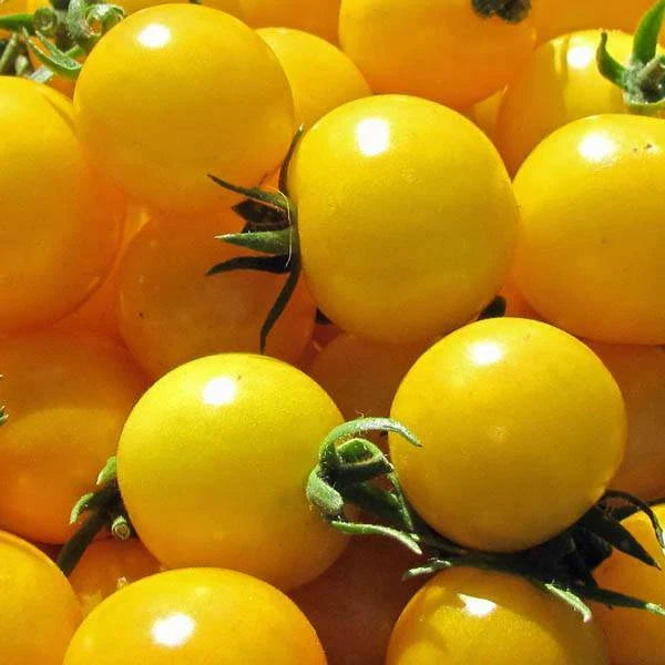 Golden Nugget Tomato Seeds - Fresh Heirloom Seeds for Home Gardening - Solanum lycopersicum