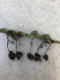 Shiso Perilla Plant - 5 Bare Root Green Purple Beefsteak (Perilla frutescens) - Ready to Plant