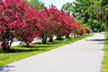 Crape Myrtle Bonsai Tree Seeds - 20 Seeds - Vibrant Flowers, Exotic Bark - Lagerstroemia indica