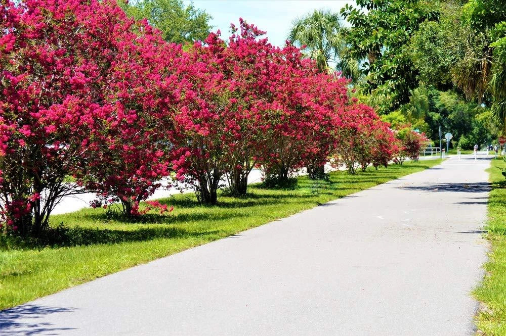 Crape Myrtle Bonsai Tree Seeds - 20 Seeds - Vibrant Flowers, Exotic Bark - Lagerstroemia indica