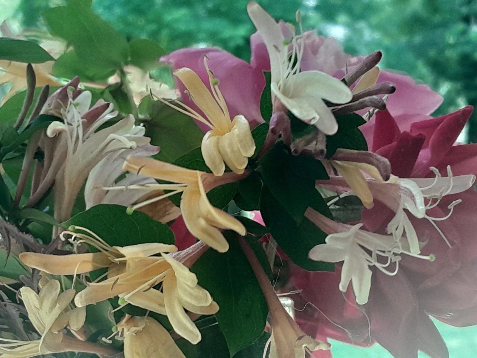 Antique Pink Honeysuckle Vine - 12" Bare Root Live Plant - Wild Fragrant - Lonicera sempervirens