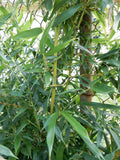 Fargesia Robusta "Wolong" Bamboo Plant - 8" to 10" Tall - Hardy Clumping Bamboo for Privacy and Garden Landscaping