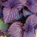 Purple Perilla Seeds - Japanese Red Shiso Aka Asian Mint Basil Herb Seed - Perilla frutescens - 2025
