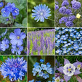 Wildflower Seed Mix - 200+ Seeds - Stunning All Blue Blend - All Blues (Various Species)
