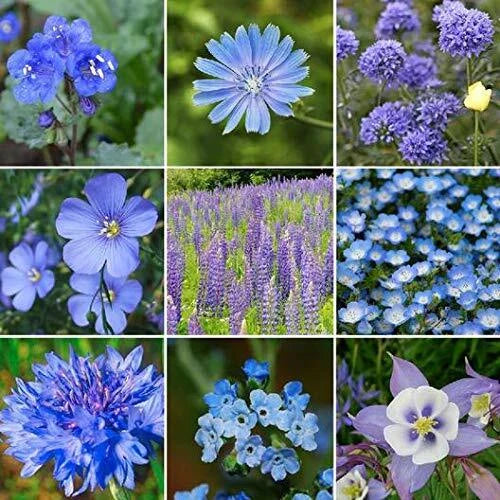 Wildflower Seed Mix - 200+ Seeds - Stunning All Blue Blend - All Blues (Various Species)