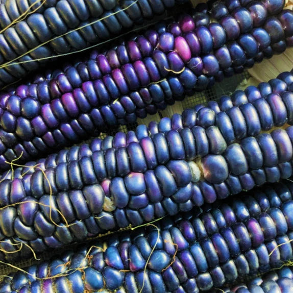 Rio Grande Blue Ornamental Corn Seeds - Hopi Azul Flint Indian Dent Seed - 2025 Variety