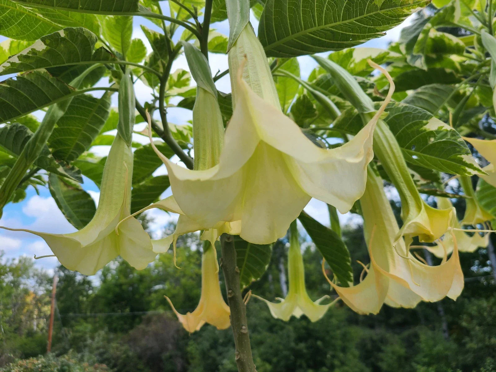 Variegated Brugmansia Cuttings | Angel's Trumpet Unrooted | Brugmansia Sanguinea