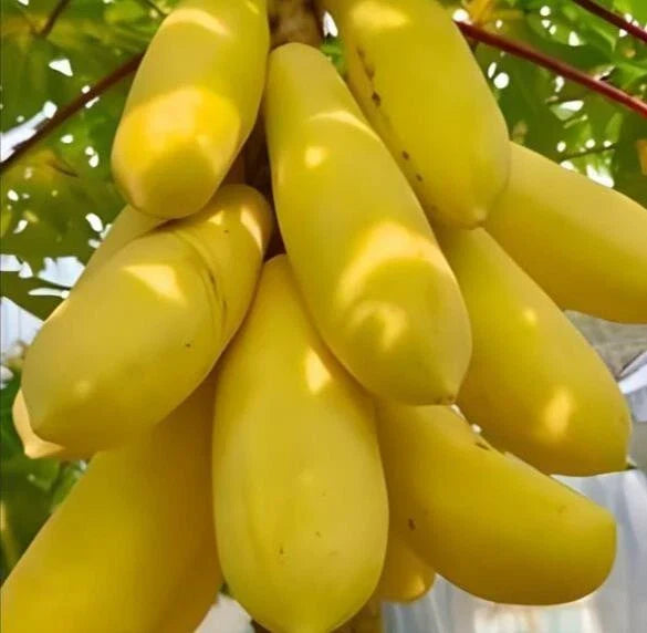Golden Papaya Seeds Packet - 26 Seeds - Mini Potted Plant - Carica papaya
