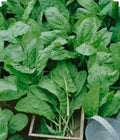 Large Leaf Sorrel Herb Seeds - Non-GMO Organic - 250+ Open Pollinated - Rumex acetosa