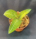 Golden Jewel Orchid Ludochilus Poly Rooted Plant 2.5" Pot