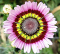 Painted Mix Daisy Seeds | Rainbow Sunflower Wildflower Variety | Annual Flower Seed 2025