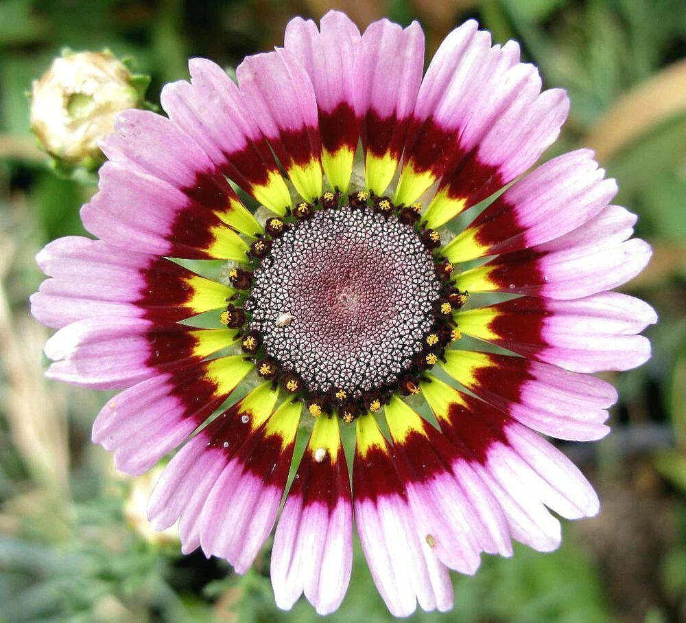 Painted Mix Daisy Seeds | Rainbow Sunflower Wildflower Variety | Annual Flower Seed 2025