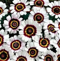 Painted Daisy Seeds - 100+ Seeds - Colorful Flower Variety - Bellis Perennis