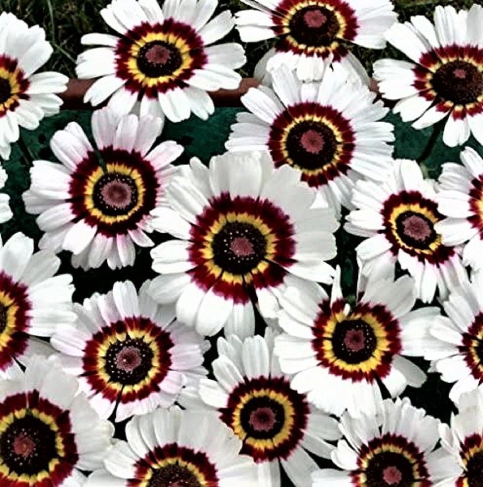 Painted Daisy Seeds - 100+ Seeds - Colorful Flower Variety - Bellis Perennis