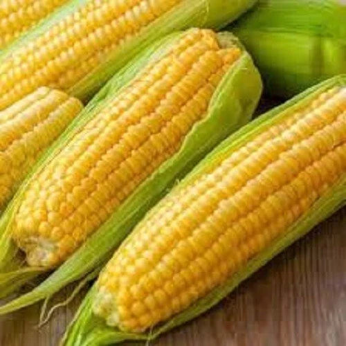 Premium Golden Bantam Heirloom Corn Seeds - Organic, Non-GMO, Varietal Corn (Zea mays)