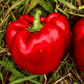 Sweet Big Red Pepper Seeds - 30+ Non-GMO Heirloom Bell Pepper Seeds for Gardening - Capsicum annuum