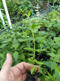 Mexican Dream Herb Live Plant Calea Zacatechichi Dream Catcher Herb