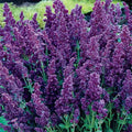 Salvia Seeds 50 DBL Plumosa Perennial Flower Seeds for Butterfly Garden - Salvia splendens