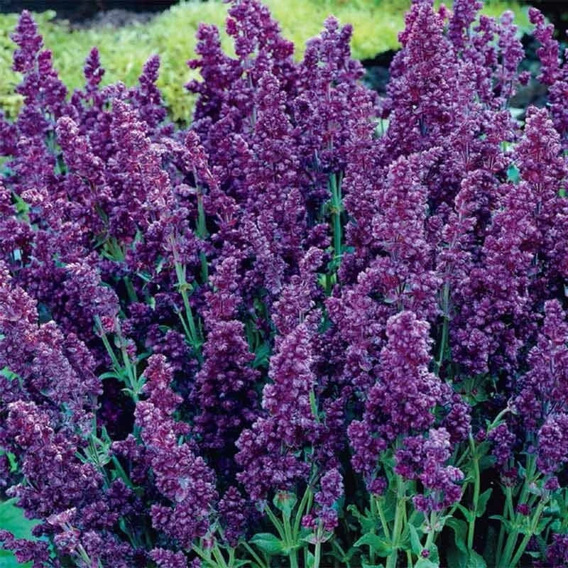 Salvia Seeds 50 DBL Plumosa Perennial Flower Seeds for Butterfly Garden - Salvia splendens