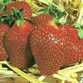 Honeoye Strawberry Plants Set of 6 Live Bare Root Junebearing Disease Resistant
