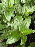 Rooted Wandering Jew Plant Cuttings - Tradescantia Fluminensis - 10 Clippings for Indoor Gardening