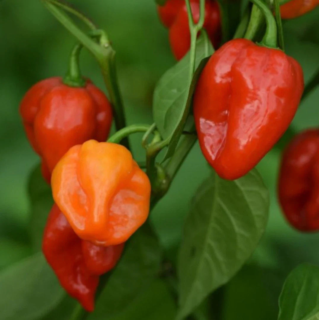 Habanero Hot Pepper Seeds - 100 Non-GMO Heirloom Seeds | Capsicum chinense | Free Shipping