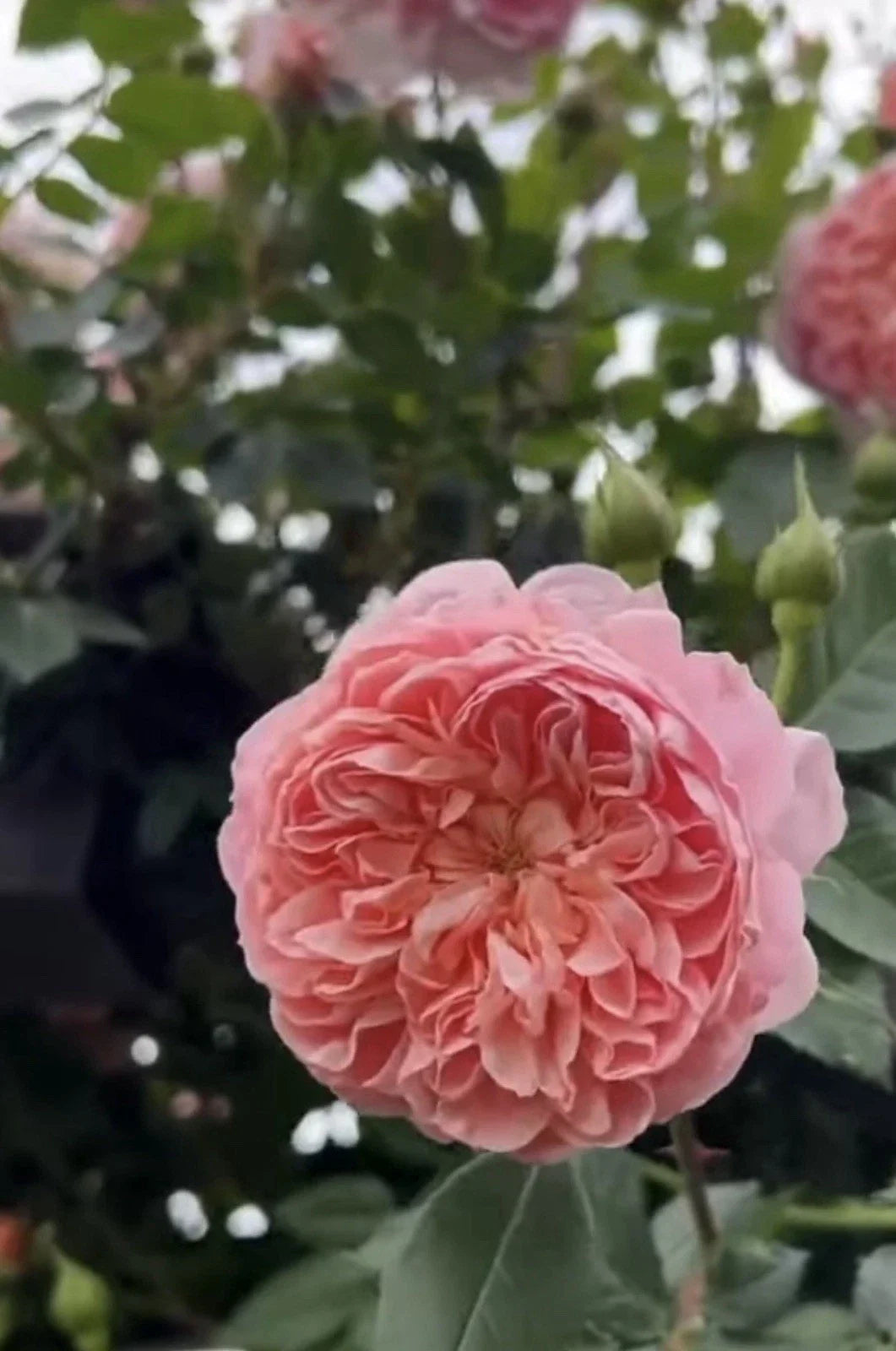 Pink Climbing Rose Cuttings - 3 Fresh Unrooted 6” Long - Rosa 'Colette'