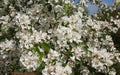 Donald Wyman Crabapple Seeds - 25+ Seeds for Garden Planting - Malus x zumi 'Donald Wyman' - USA Shipping Available