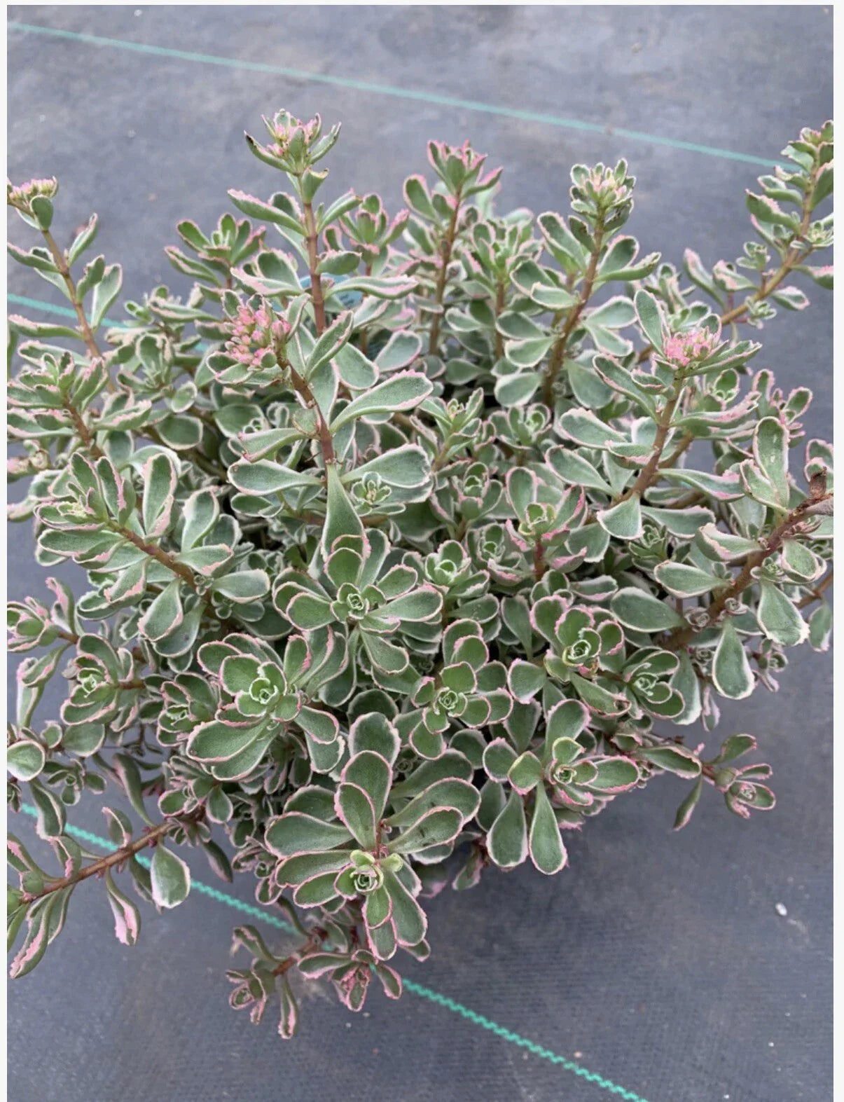 Tricolor Sedum Spurium Variegated Stonecrop 2”-4” Cuttings - Live Succulent Plant, Variegated Succulent, Ground Cover Plant