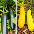 Black and Yellow Summer Squash Seeds Mix - Heirloom Combination Pack - Cucurbita pepo