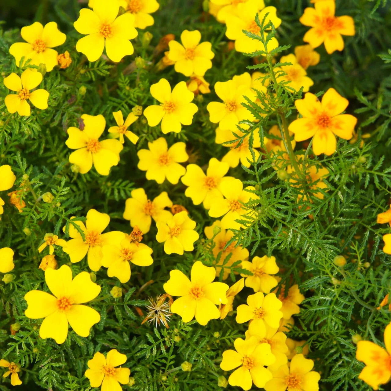 Lemon Gem Marigold Seeds - 25+ Pack for Garden Planting - Tagetes tenuifolia - USA Grown - Free Shipping