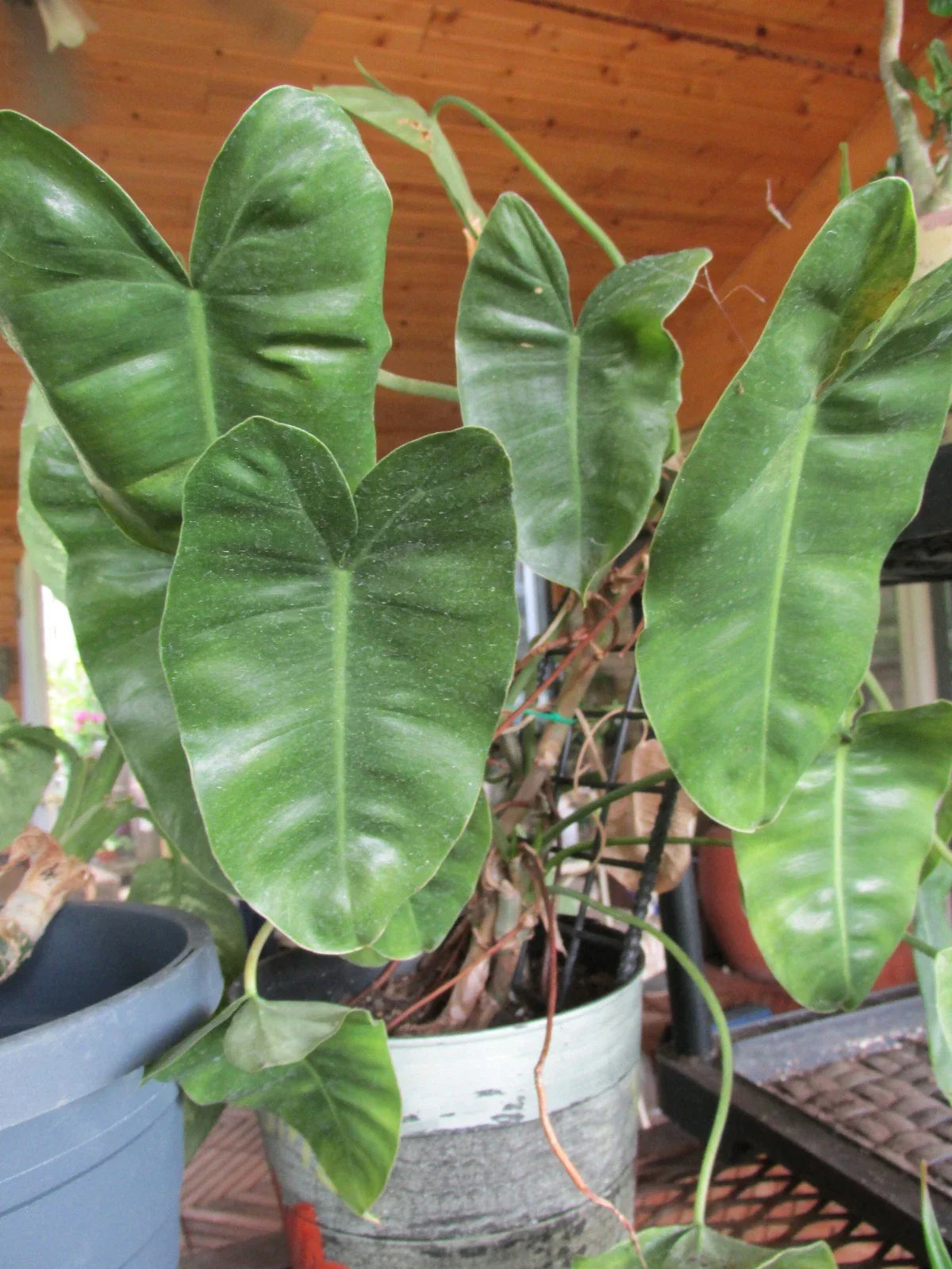 Rooted Cuttings - Large Leaf Arrowhead Philodendron - Philodendron sagittifolium