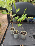 Variegated Ginger Live Plant - Rooted Zingiber darcyi, Zerumbet - Tropical Indoor Plant for Home Decor