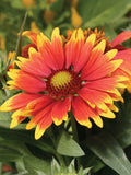 Gaillardia Seeds Arizona Red ~75 Seeds, Blanket Flower (Gaillardia pulchella), Bright Red Varieties for Garden Planting