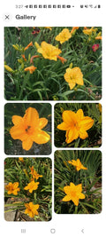 Stella De Oro Daylily Bare Root Plants 5-Pack, Yellow Perennial Hemerocallis, Reblooming, Outdoor Garden, Drought Tolerant