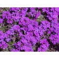 Moss Verbena Seeds - 100 Fresh Verbena Moss Flower Seeds for Garden Planting - Verbena bonariensis