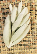 Senecio Haworthii Cutting - 3" Long - Whitest Succulent - Unrooted