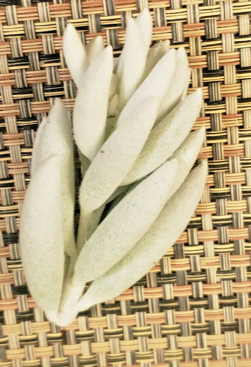 Senecio Haworthii Cutting - 3" Long - Whitest Succulent - Unrooted