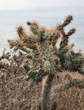 Cylindropuntia Prolifera Coastal Cholla Cactus Pup Cutting - Los Angeles CA