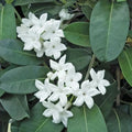 Madagascar Jasmine Starter Plant - Small Rooted Green Leaf Stephanotis - Fragrant Flowering Houseplant