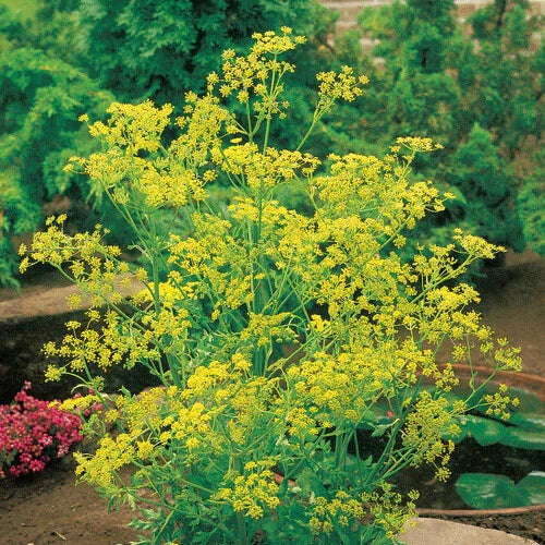 Dill Seeds 500 Count | Bouquet Heirloom Non-GMO Seeds | Anethum graveolens