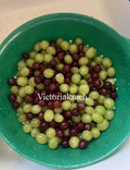 Giant Red & Green Globe Grape Seeds - 20 XL Seeds Vitis Vinifera for Dessert Table Gardening