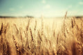 Wheat Cover Crop Seeds 2 Lbs Non-GMO Rye Deer Turkey Food Plot Seed Secale cereale