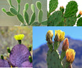 Prickly Pear Cactus Seeds - 50+ Mix - Varieties from Iowa, USA - Opuntia spp.