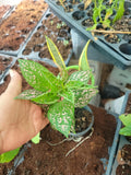 Hypoestes Polka Dot Splash Plant, 1 Potted, Colorful Foliage, Hypoestes phyllostachya