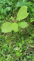 Organic Sassafras Tree Bare Root - 6 Pack, Ready to Plant - Sassafras albidum